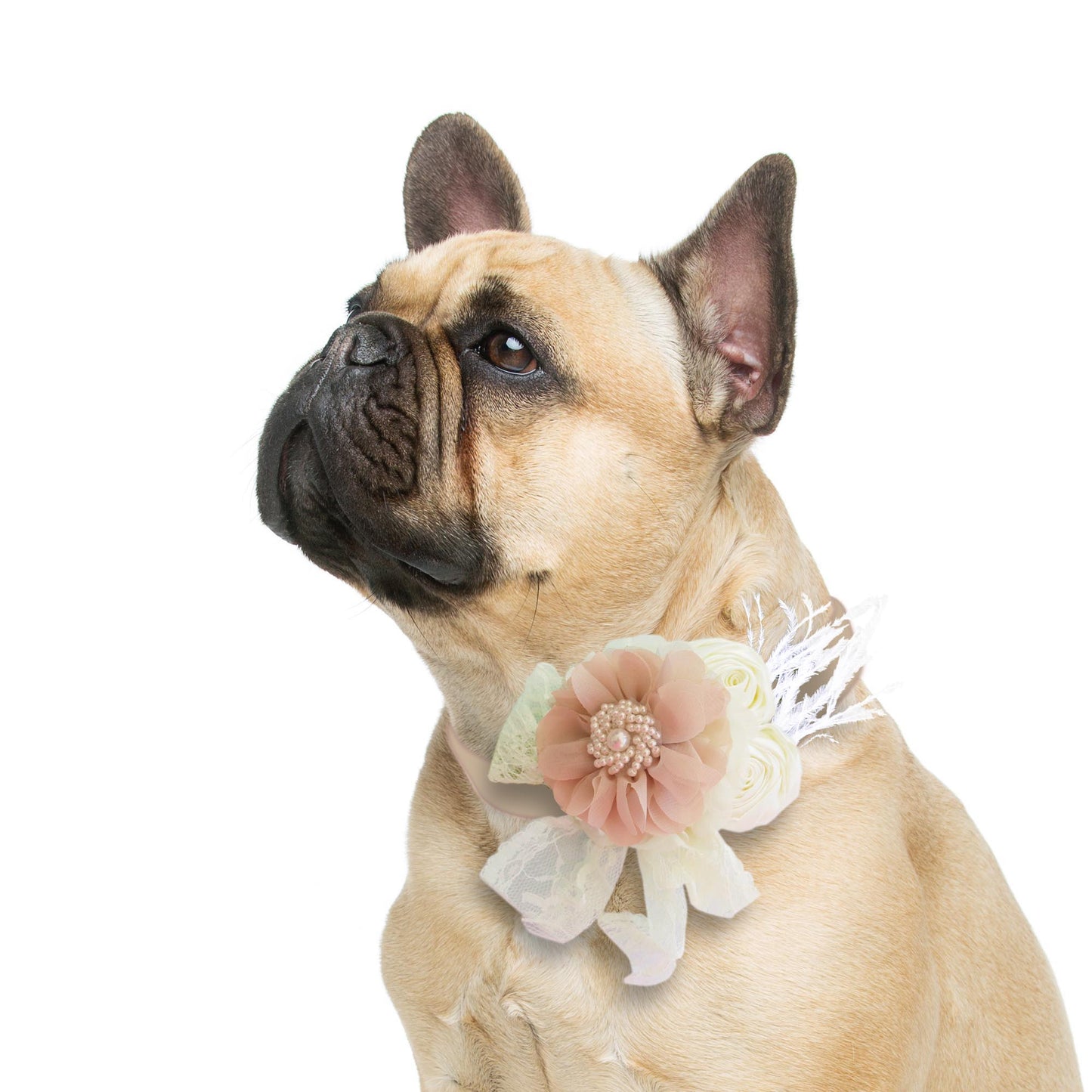 Champagne Ivory Flower dog collar, Handmade Pearl feather flower leather collar, Dog ring bearer proposal or every day use, S to XXL collar , Wedding dog collar