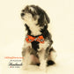 Dog Harness, Bow attached to dog harness, Orange Bow tie , Wedding dog collar
