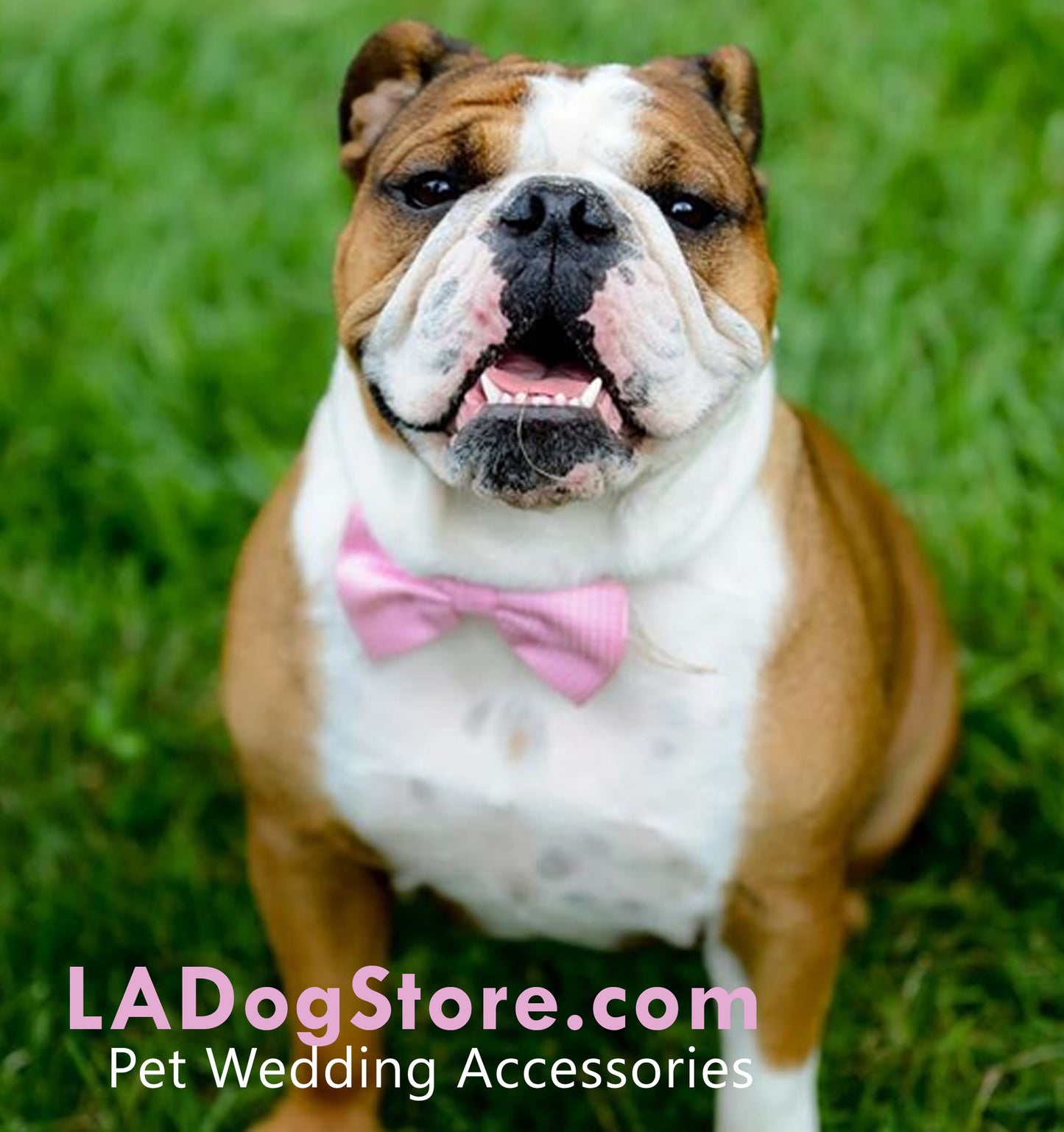 Pink Dog Bow Tie Collar, Polka dots, pink wedding ideas , Wedding dog collar