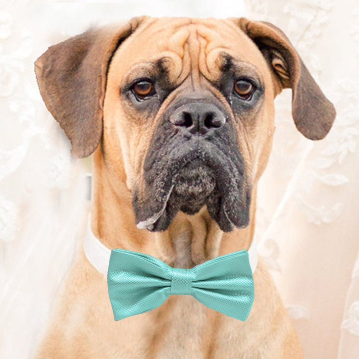 Aqua bow tie collar XS to XXL collar and bow tie adjustable Puppy bow tie handmade Dog ring bearer ring bearer blue Navy white black collar , Wedding dog collar