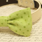 Green dog bow tie attached to collar, Pet wedding, dog birthday, Green wedding , Wedding dog collar