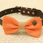 Orange Dog Bow Tie attached to dog collar, Charm, Sister always , Wedding dog collar