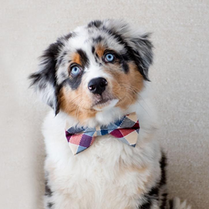 Plaid bow tie dog collar, Black Gray Brown Ivory Champagne Copper Blue, aqua or Navy Leather dog collar, Dog bow tie collar, leather collar , Wedding dog collar