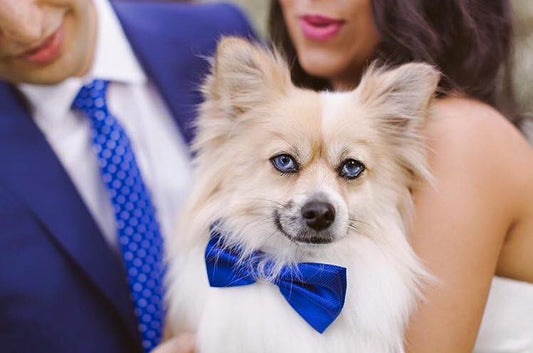 Royal Blue Dog Bow Tie Collars
