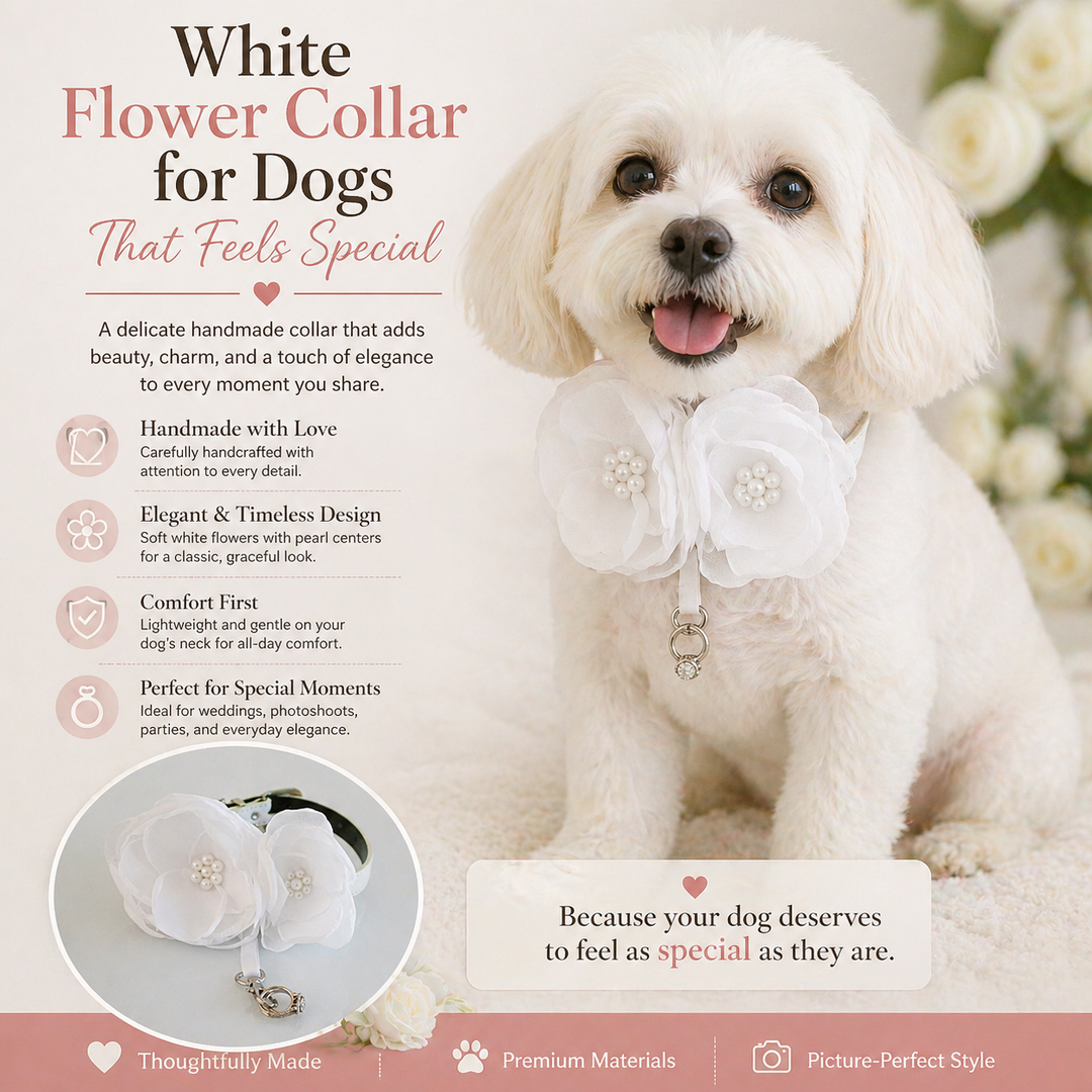 White Flower Collar for Dogs That Feels Special