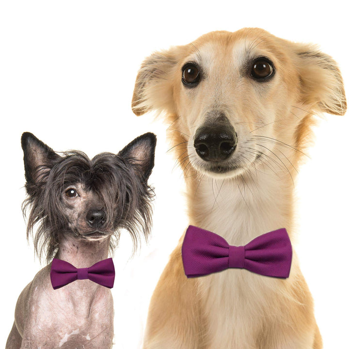 Purple wine bow tie collar XS to XXL collar and bow tie, adjustable, Puppy bow tie, handmade boy dog collar, dog ring bearer
