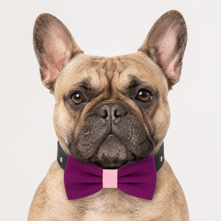 Purple Ring Bearer Wedding Dog Bow Tie Collar with Wedding Ring Holder Ribbon and Adjustable Black Vegan Leather Collar