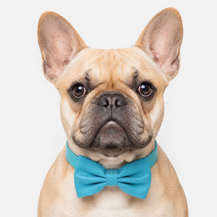 Turquoise Ring Bearer Wedding Dog Bow Tie Collar with Adjustable Matching Vegan Leather Collar