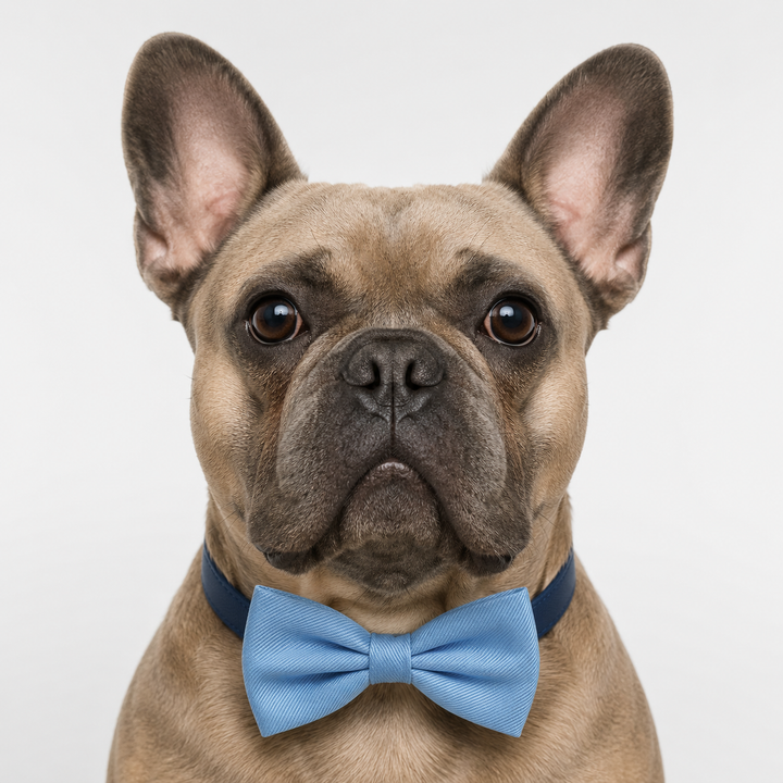 Light Blue Ring Bearer Wedding Dog Bow Tie Collar with Wedding Ring Holder Ribbon and Adjustable Navy Vegan Leather Collar
