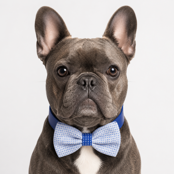 White and Light Blue Polka Dot Ring Bearer Wedding Dog Bow Tie Collar with Adjustable Royal Blue Vegan Leather Collar