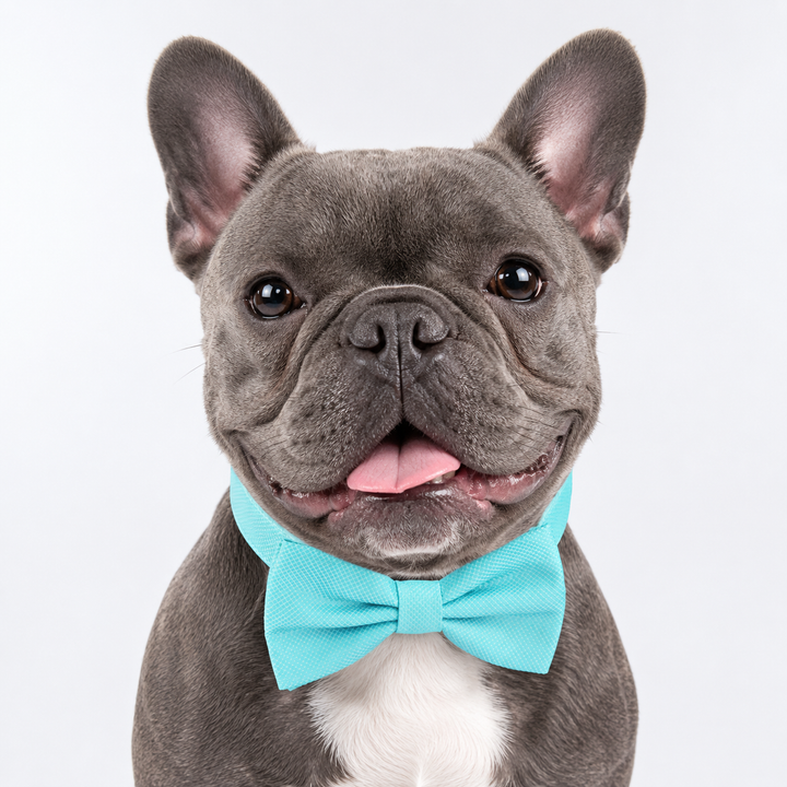 Turquoise Ring Bearer Wedding Dog Bow Tie Collar with Adjustable Turquoise Vegan Leather Collar