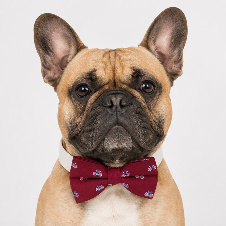 Burgundy Bicycle Print Ring Bearer Wedding Dog Bow Tie Collar with Adjustable White Vegan Leather Collar