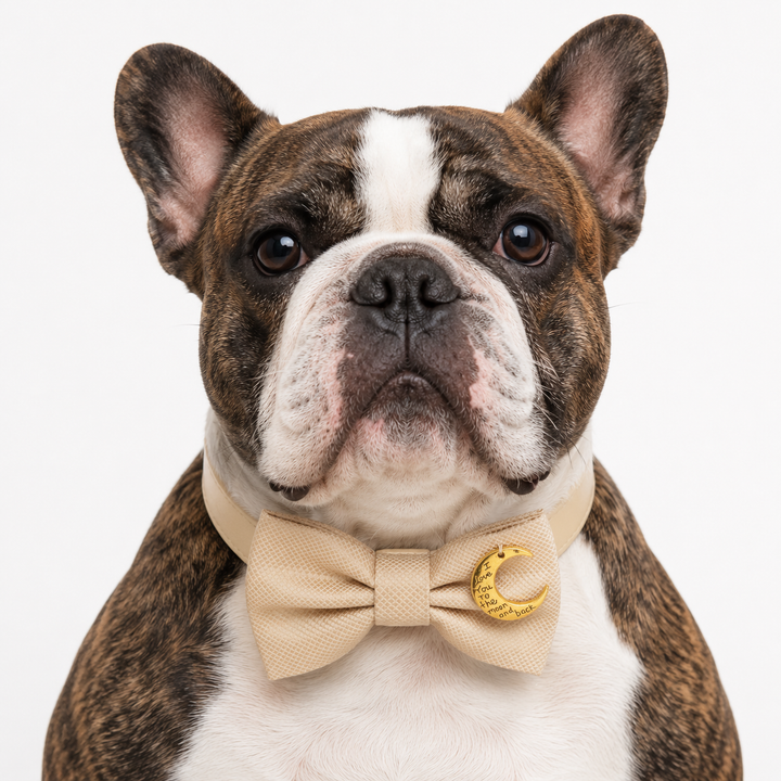 Champagne Moon Charm Ring Bearer Dog Bow Tie Collar with Ring Holder Ribbon & Adjustable Ivory Vegan Leather Collar