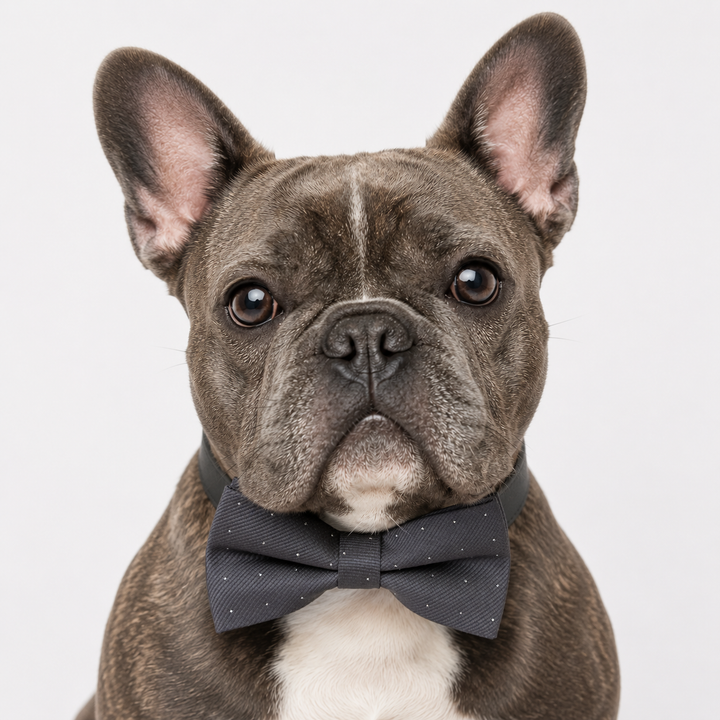 Charcoal Gray Polka Dot Ring Bearer Dog Bow Tie Collar with Adjustable Black Vegan Leather Collar