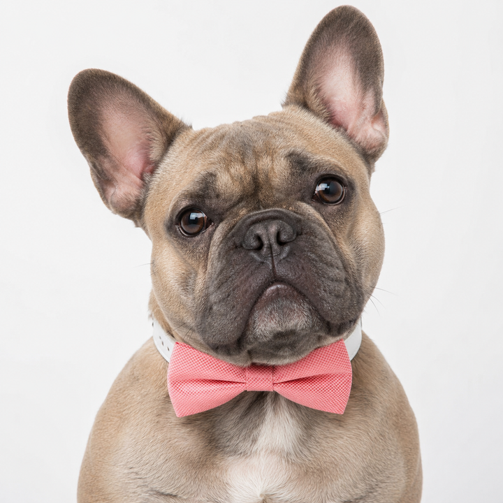 Blush Pink Ring Bearer Dog Bow Tie Collar with Adjustable White Vegan Leather Collar