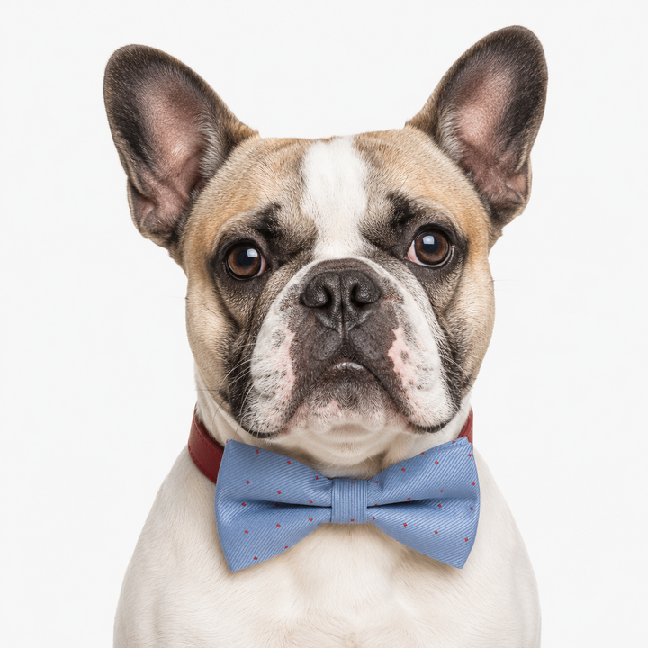 Dusty Blue Ring Bearer Dog Bow Tie Collar with Adjustable Red Vegan Leather Collar