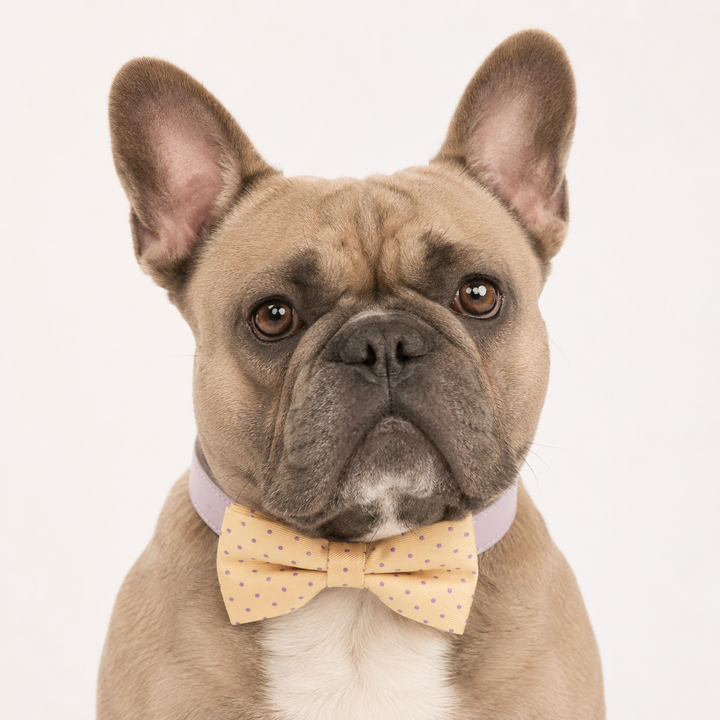Pastel Yellow Ring Bearer Dog Bow Tie Collar with Purple Polka Dots and Adjustable Lilac Vegan Leather Collar