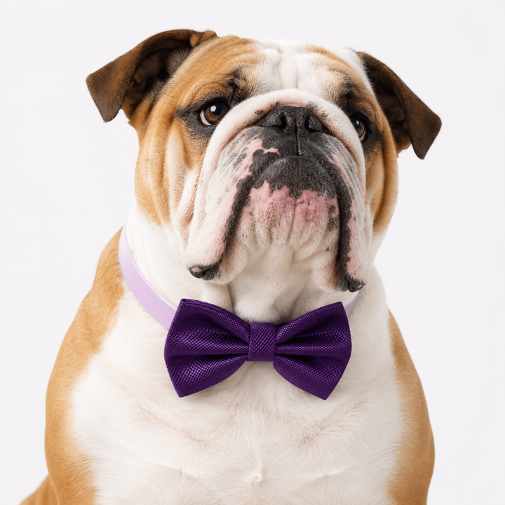 Purple Ring Bearer Dog Bow Tie Collar with Wedding Rings, Satin Ribbon & Adjustable Lavender Vegan Leather Collar