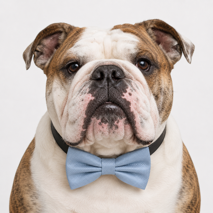 Dusty Blue Ring Bearer Dog Bow Tie Collar with Adjustable White Vegan Leather Collar