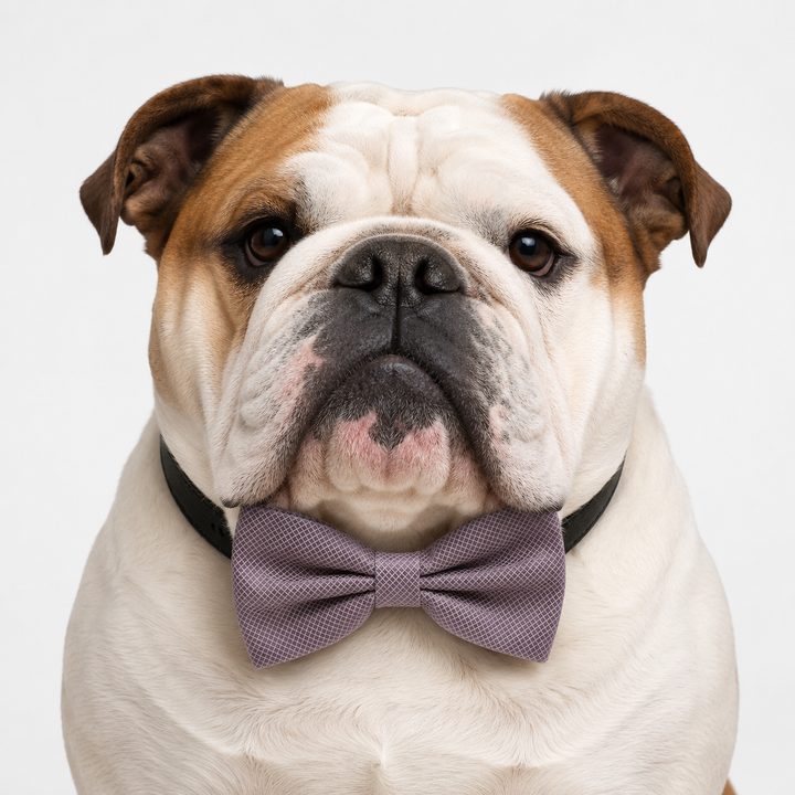 Dusty Lavender Ring Bearer Dog Bow Tie Collar with Wedding Ring White Ribbon & Adjustable Black Vegan Leather Collar
