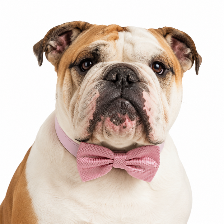 Blush Pink Ring Bearer Dog Bow Tie Collar with Adjustable Pink Vegan Leather Collar
