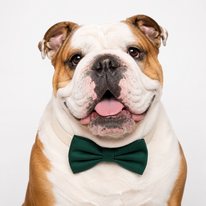Emerald Green Ring Bearer Dog Bow Tie Collar with Wedding Ring Holder and Adjustable Cream Vegan Leather Collar