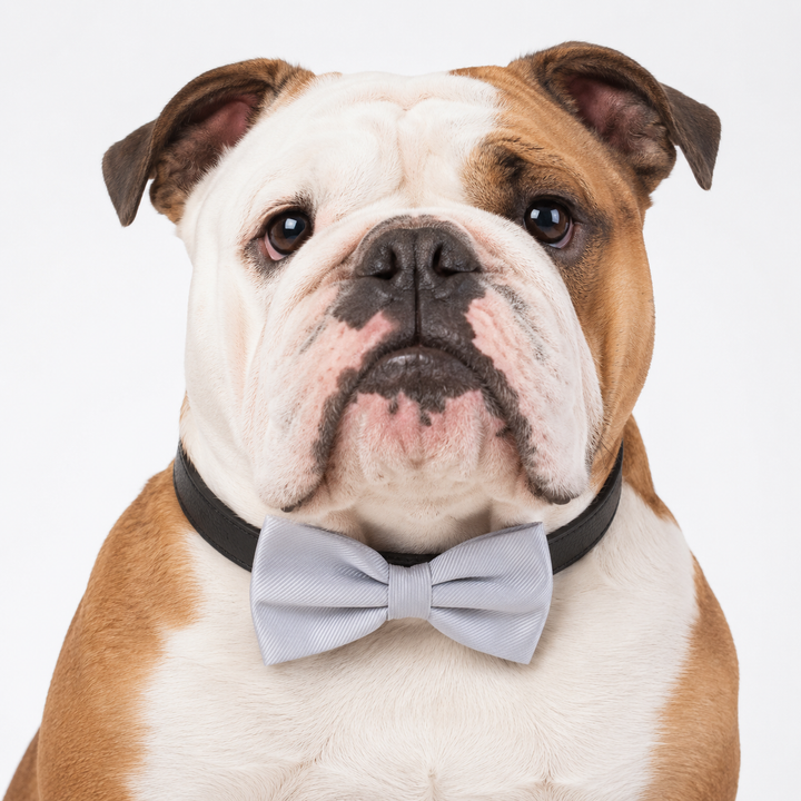 Silver Ring Bearer Dog Bow Tie Collar with Adjustable Black Vegan Leather Collar