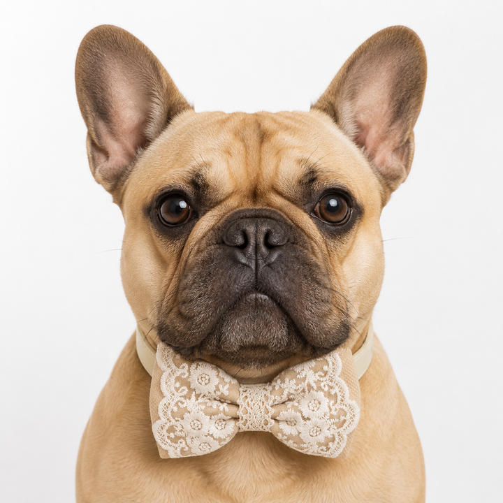 Ivory Beige Lace Wedding Dog Bow Tie Collar with Floral Embroidery