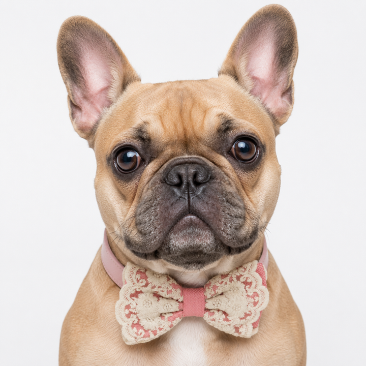 Blush Pink Floral Lace Dog Bow Tie Collar for Weddings & Special Occasions