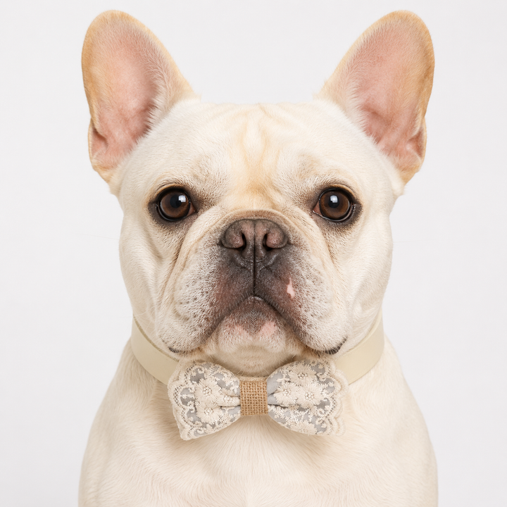 Ivory Gray Floral Lace Dog Bow Tie Collar for Weddings & Ring Bearer Pets