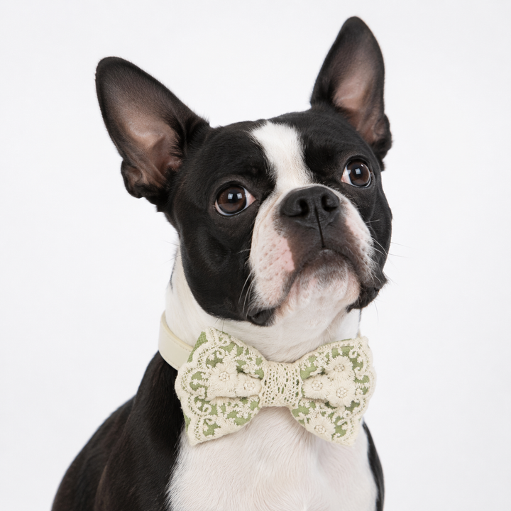 Sage Green Ring Bearer Dog Bow Tie Collar with Floral Lace Embroidery