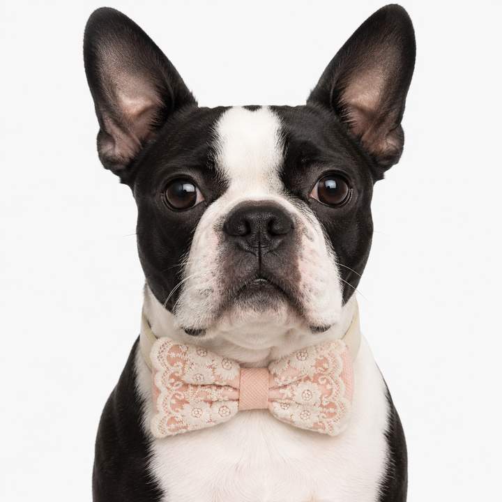 Blush Pink Ring Bearer Dog Bow Tie Collar with Floral Lace Embroidery