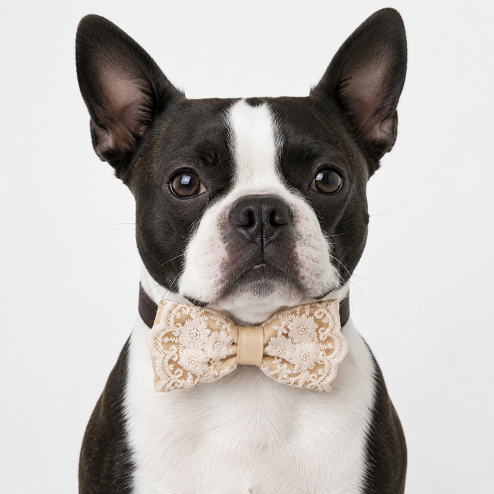 Champagne Beige Ring Bearer Dog Bow Tie Collar with Ivory Floral Lace Embroidery