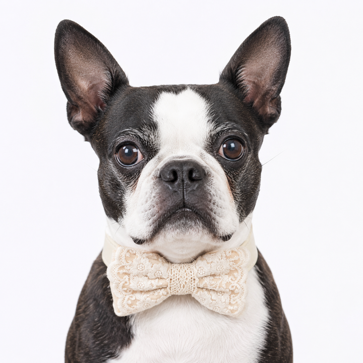 Ivory Champagne Ring Bearer Dog Bow Tie Collar with Floral Lace Embroidery
