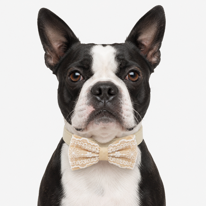 Champagne Gold Ring Bearer Dog Bow Tie Collar with Elegant Lace Embroidery