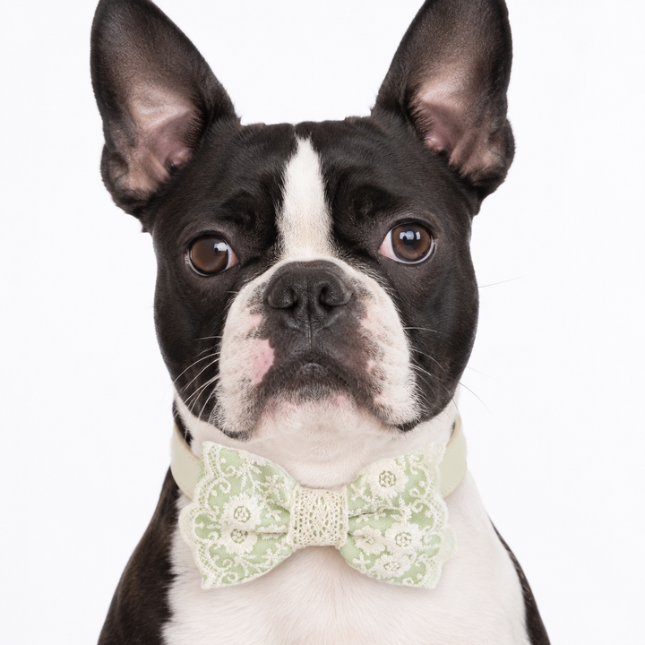 Mint Green Ring Bearer Dog Bow Tie Collar with Floral Lace Embroidery