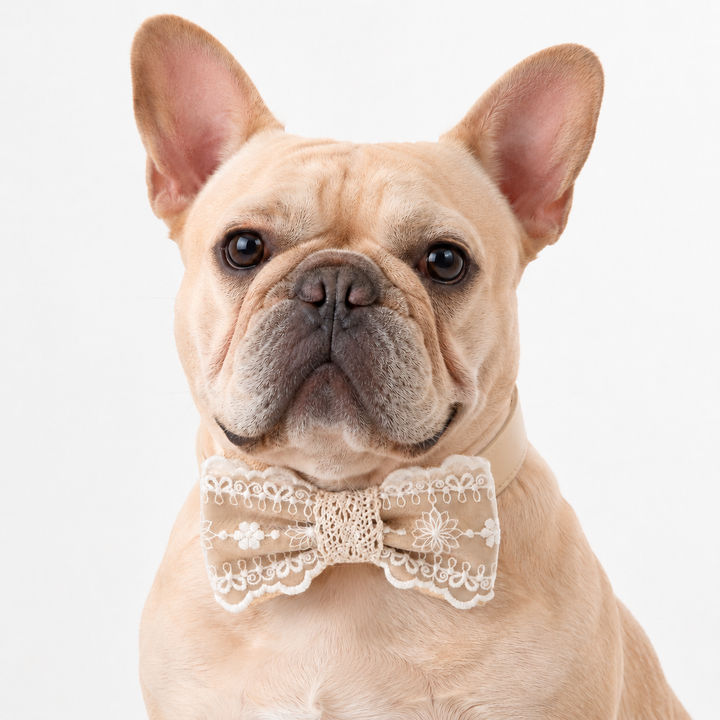 Rustic Beige Lace Wedding Dog Bow Tie Collar with Ivory Embroidered Lace