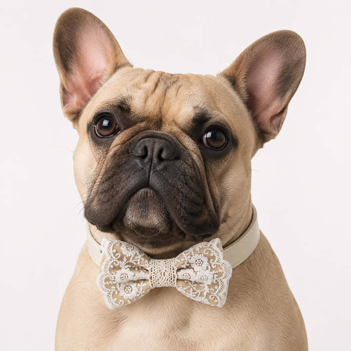 Vintage Beige Lace Wedding Dog Bow Tie Collar with Ivory Floral Embroidery