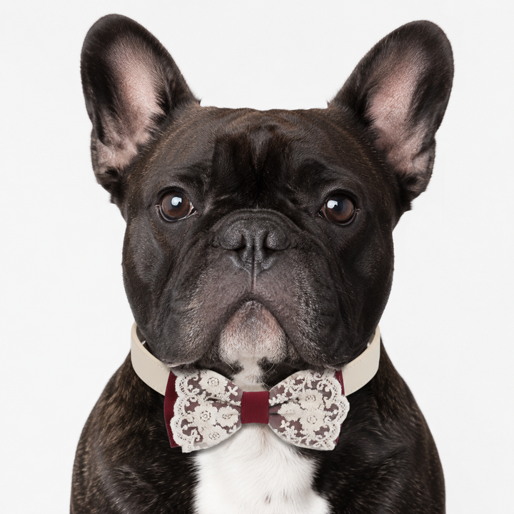 Deep Burgundy Lace Wedding Dog Bow Tie Collar with Ivory Floral Embroidery