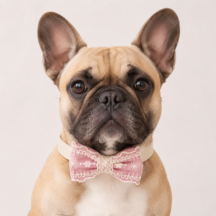 Pink Ring Bearer Dog Bow Tie Collar with Vintage Ivory Embroidery Lace