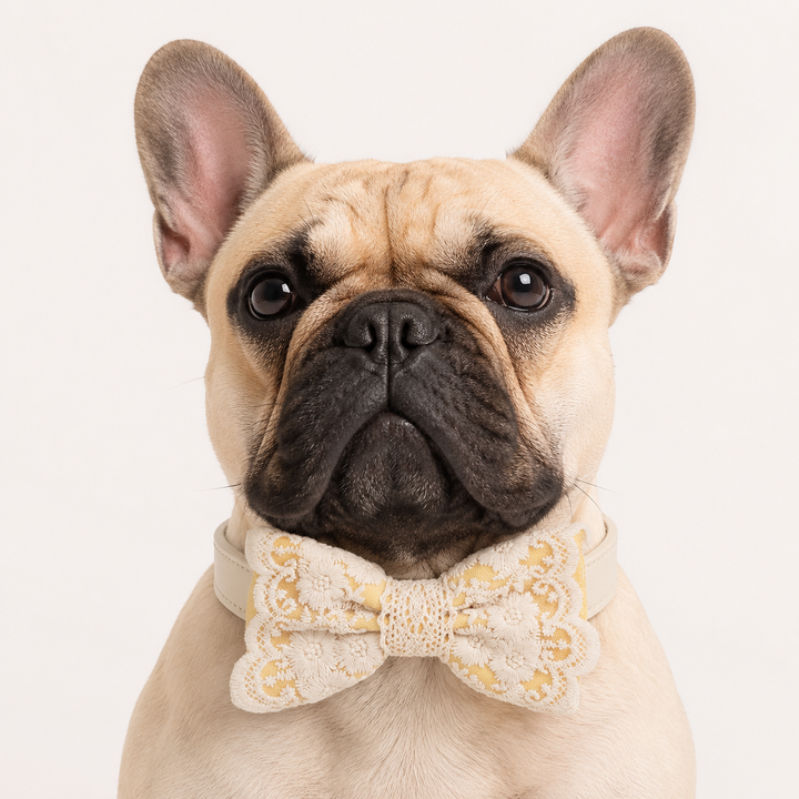 Yellow Ring Bearer Dog Bow Tie Collar with Ivory Floral Embroidery Lace
