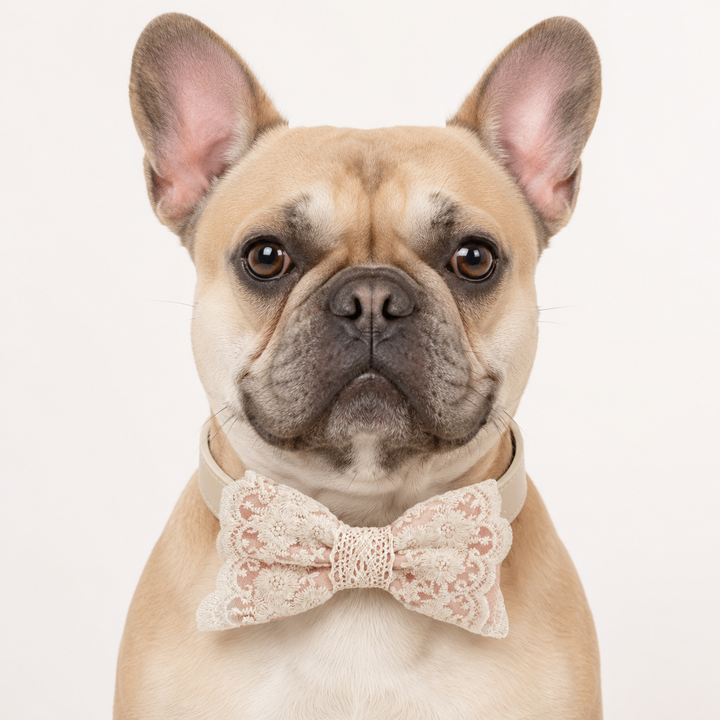 Blush Pink Ring Bearer Dog Bow Tie Collar with Ivory Floral Lace Embroidery