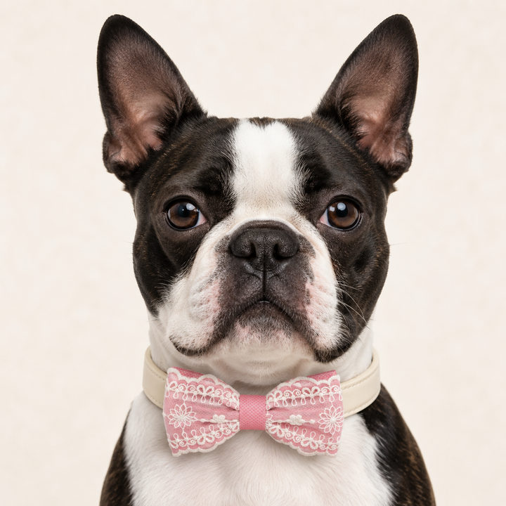 Dusty Rose Ring Bearer Dog Bow Tie Collar with Vintage Ivory Embroidery Lace
