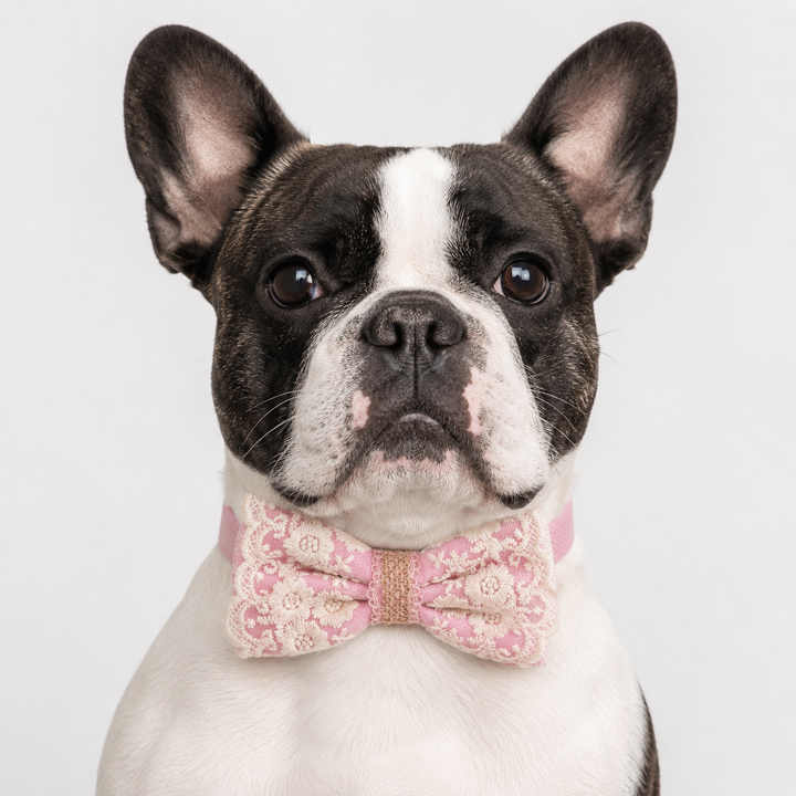 Soft Pink Ring Bearer Dog Bow Tie Collar with Ivory Floral Lace Embroidery