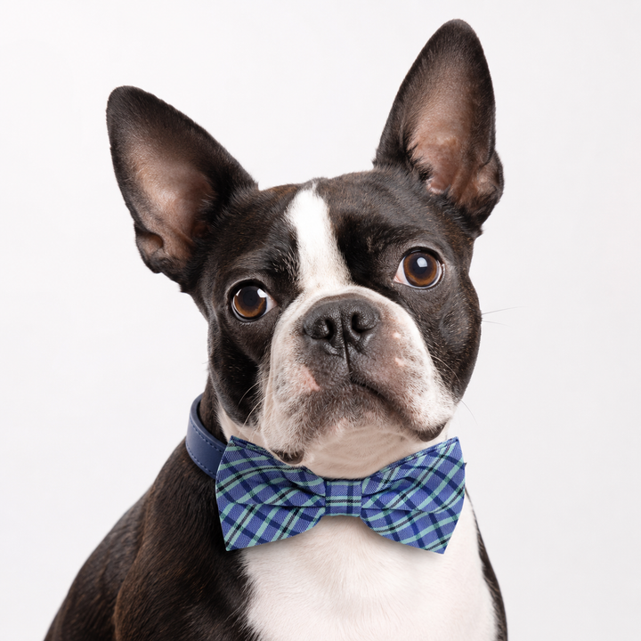 Blue Plaid Ring Bearer Wedding Dog Bow Tie Collar with Adjustable Royal Blue Vegan Leather Collar