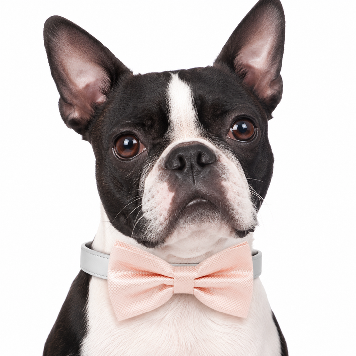 Blush Pink Ring Bearer Dog Bow Tie Collar with Wedding Ring Ribbon and Silver Vegan Leather Collar