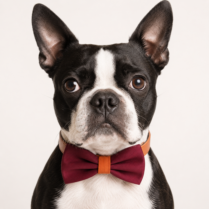 Burgundy Ring Bearer Dog Bow Tie Collar with Cognac Vegan Leather Collar