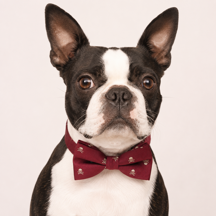 Burgundy Skull Print Ring Bearer Wedding Dog Bow Tie Collar with Adjustable Ivory Vegan Leather Collar