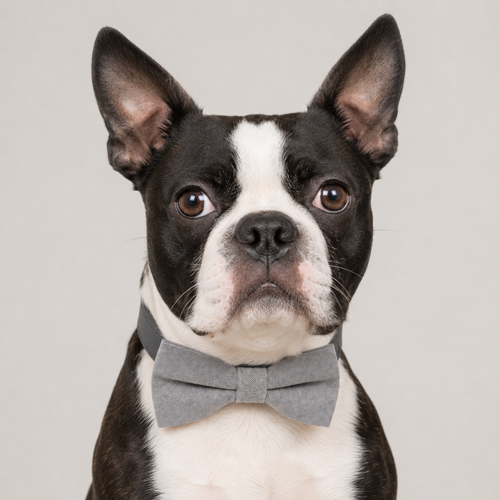 Gray Ring Bearer Dog Bow Tie Collar with Adjustable Charcoal Gray Vegan Leather Collar