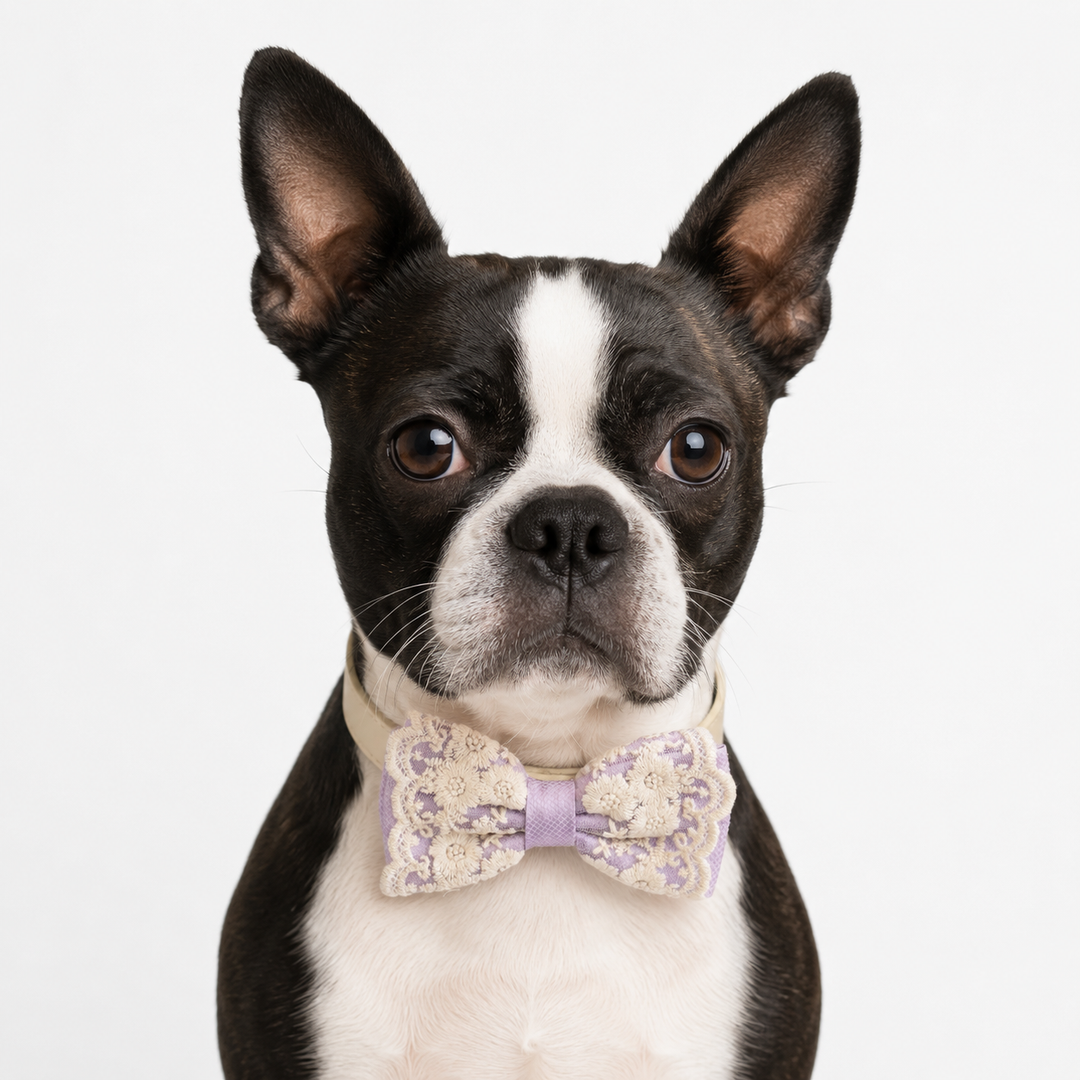 Lilac Lace Bow Tie Dog Collar With Chalkboard Sign For Proposals Marry Me Wedding Photos
